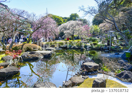 鎌倉市　長谷寺（はせでら）　山門近くの紅白梅林 137018732