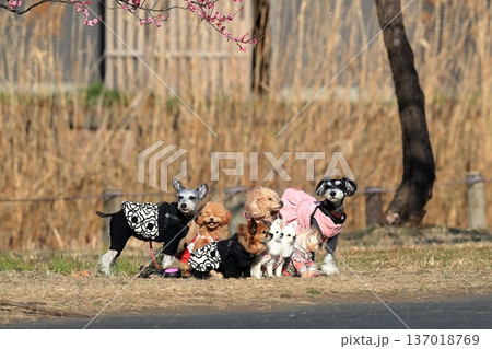 記念撮影中の小型犬 記念撮影中の小型犬 137018769