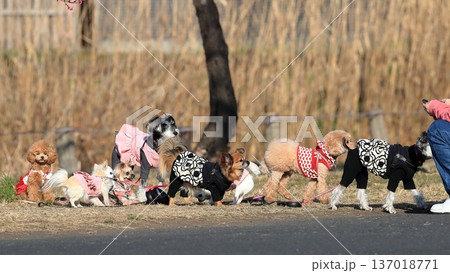 記念撮影中の小型犬 137018771
