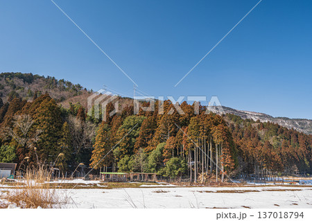 奥琵琶湖の針葉樹林　滋賀県長浜市永原 137018794