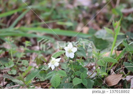 林床に咲くクサイチゴの白い花 137018802