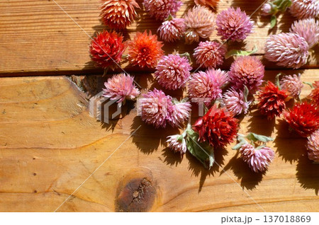 庭の千日紅でドライフラワーを作る　　 137018869