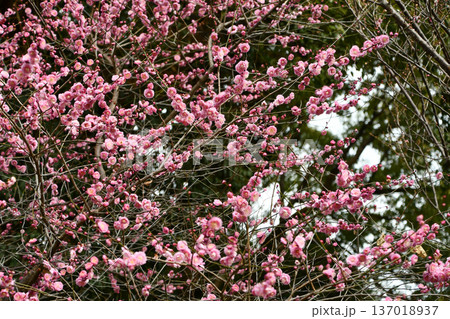 早春の梅の花　early-blooming plum blossoms 137018937