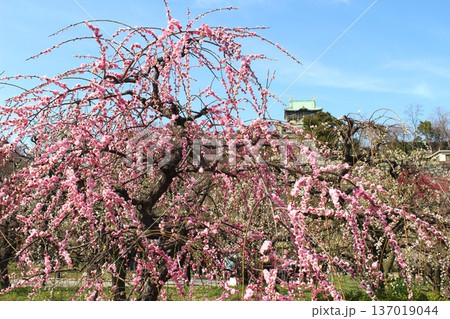 大阪城梅園の満開に咲き誇る枝垂れ梅 137019044