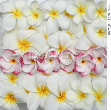 ハワイ プルメリア 花 いろいろな種類 ハワイ プルメリア 花 いろいろな種類 137019070