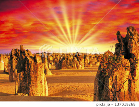 西オーストラリア州のピナクルズの絶景 137019269