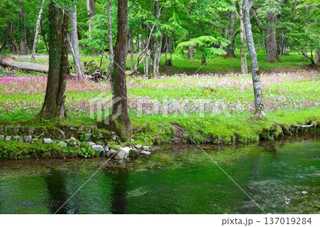 日光の中禅寺湖千手ヶ浜に咲くクリンソウの群落3 137019284