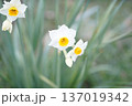 やわらかく咲く水仙｜春を告げる白い花のボケ表現 137019342