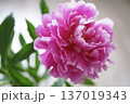 淡いピンクの芍薬｜春の花のある風景 137019343