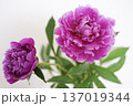 ピンクの芍薬の花｜上品な春の花 137019344