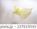 白背景の白いカラーの花｜シンプル素材 137019345