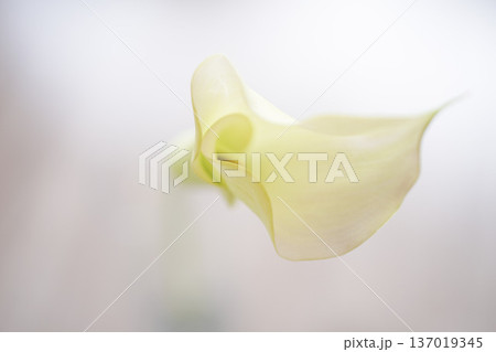 白背景の白いカラーの花|シンプル素材 白背景の白いカラーの花|シンプル素材 137019345
