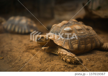 African spurred tortoise (Centrochelys sulcata) resting 137019367