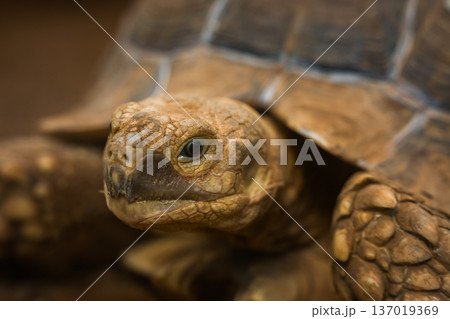 close up head of African spurred tortoise (Centrochelys sulcata) 137019369
