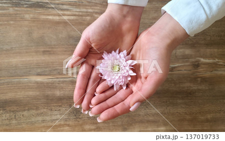 A woman holds a white and pink chrysanthemum flower in her hands close-up against a textured background. Women's holiday. Tenderness and fragility. High quality photo 137019733