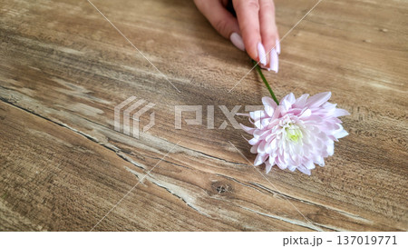 A woman holds a white and pink chrysanthemum flower in her hands close-up against a textured background. Women's holiday. Tenderness and fragility. High quality photo 137019771