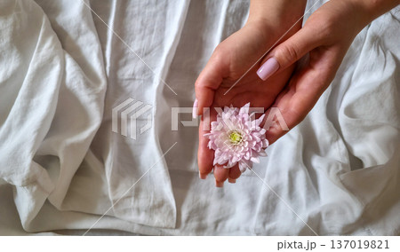 A woman holds a white and pink chrysanthemum flower in her hands close-up against a textured background. Women's holiday. Tenderness and fragility. High quality photo A woman holds a white and pink chrysanthemum flower in her hands close-up against a textured background. Women's holiday. Tenderness and fragility. High quality photo 137019821