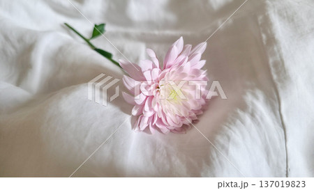 Close-up of a white-pink chrysanthemum flower on a textured background. Women's holiday. Delicacy and fragility. High quality photo 137019823