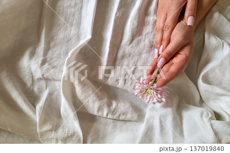 A woman holds a white and pink chrysanthemum flower in her hands close-up against a textured background. Women's holiday. Tenderness and fragility. High quality photo A woman holds a white and pink chrysanthemum flower in her hands close-up against a textured background. Women's holiday. Tenderness and fragility. High quality photo 137019840
