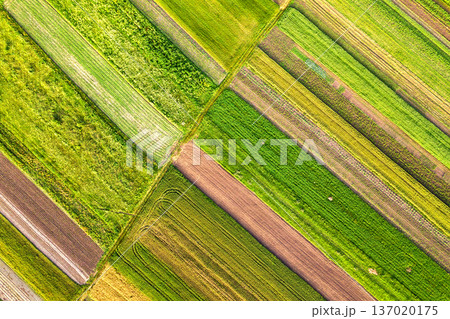 Aerial view of green agricultural fields in spring with fresh vegetation after seeding season on a warm sunny day. 137020175