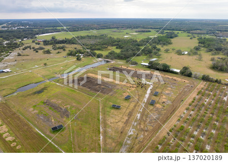 Commercial cattle stockyard with meat cows in rural Florida. Feeding of livestock on farm feedlot in USA 137020189