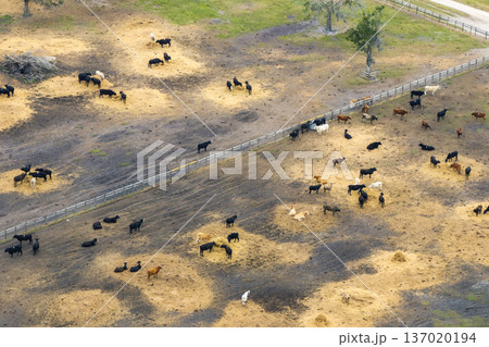 Large stockyard with meat cows. Feeding of cattle on farm feedlot in countryside area Large stockyard with meat cows. Feeding of cattle on farm feedlot in countryside area 137020194