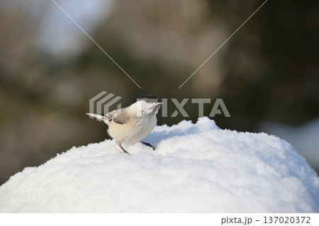 雪山のハシブトカラ 雪山のハシブトカラ 137020372