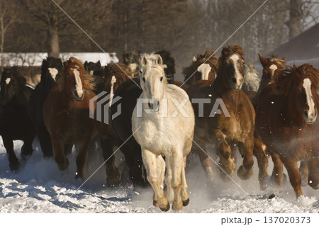 馬の運動会 馬の運動会 137020373