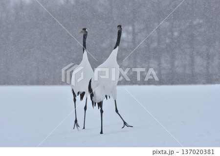 雪降りのタンチョウ夫婦 137020381