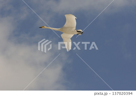 白鳥の飛翔 137020394