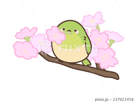 短い枝で桜の花をくわえるメジロのイラスト 137021458