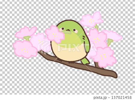 短い枝で桜の花をくわえるメジロのイラスト 137021458