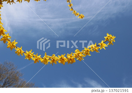 バナナのようなレンギョウ 137021591