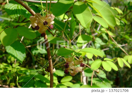 五葉アケビの花咲く　【相模原市津久井　4月】 137021706