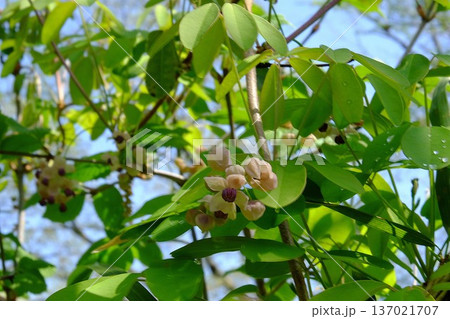 五葉アケビの花　【相模原市津久井　4月】 137021707