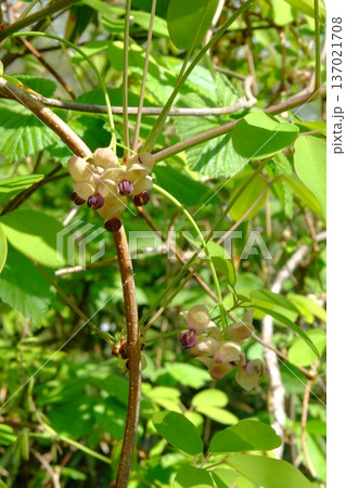 五葉アケビの花　【相模原市津久井　4月】 137021708