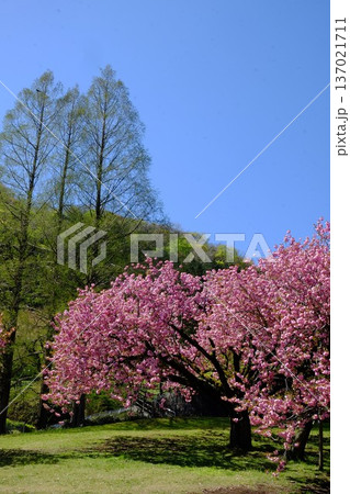 青空に咲く八重桜とメタセコイア 【相模原市津久井 4月】 青空に咲く八重桜とメタセコイア 【相模原市津久井 4月】 137021711