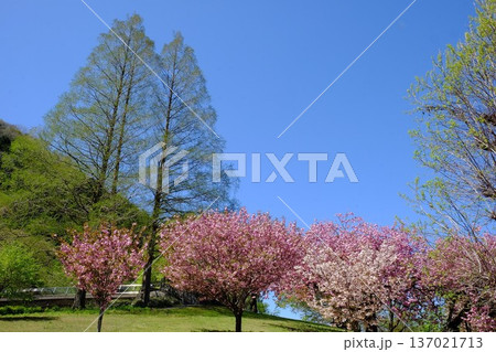 メタセコイアと青空に咲く八重桜　【相模原市津久井　4月】 137021713