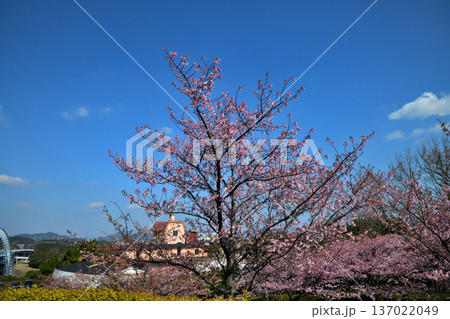 満開の河津桜 137022049