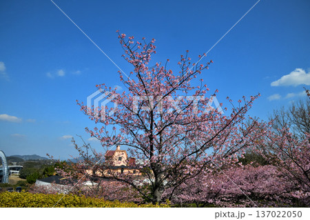 満開の河津桜 137022050