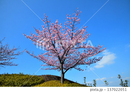 満開の河津桜 満開の河津桜 137022051