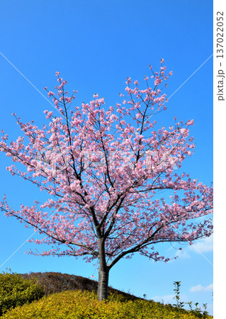 満開の河津桜 満開の河津桜 137022052