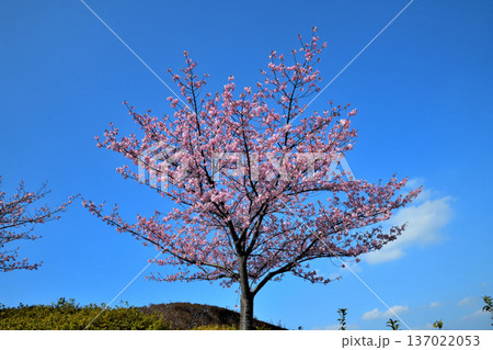 満開の河津桜 満開の河津桜 137022053
