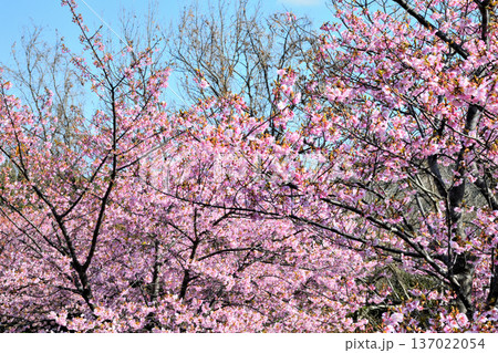 満開の河津桜 137022054