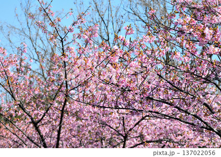 満開の河津桜 満開の河津桜 137022056