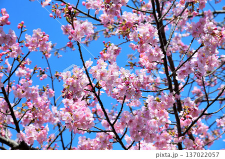 満開の河津桜 137022057