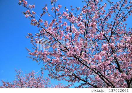 満開の河津桜 満開の河津桜 137022061