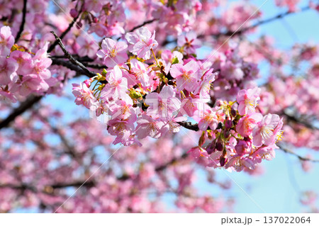 満開の河津桜 満開の河津桜 137022064