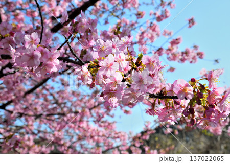 満開の河津桜 満開の河津桜 137022065