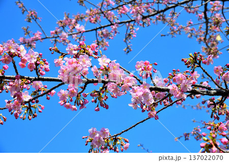 満開の河津桜 満開の河津桜 137022070